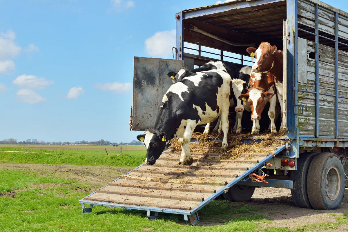 Stock Transport